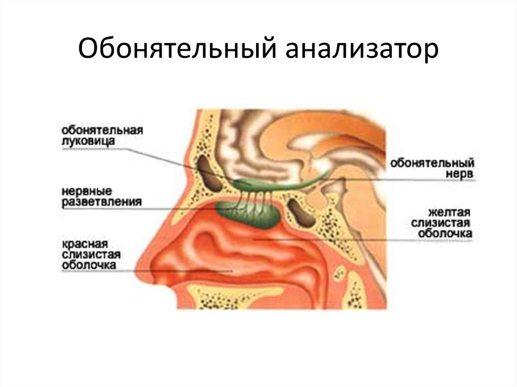 Рассмотрите орган обоняния на рисунке закрасьте обонятельные рецепторы желтым цветом