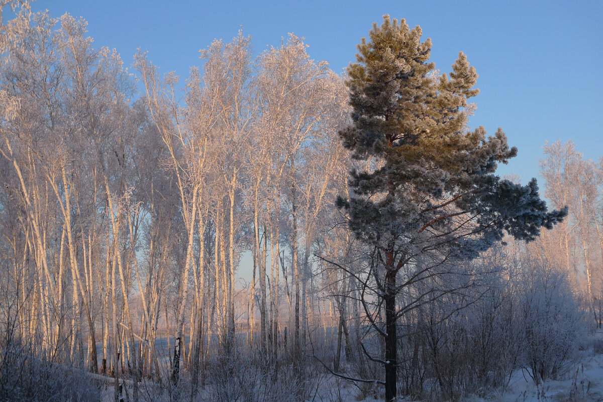 Зима, холода, спят деревья в куржаке