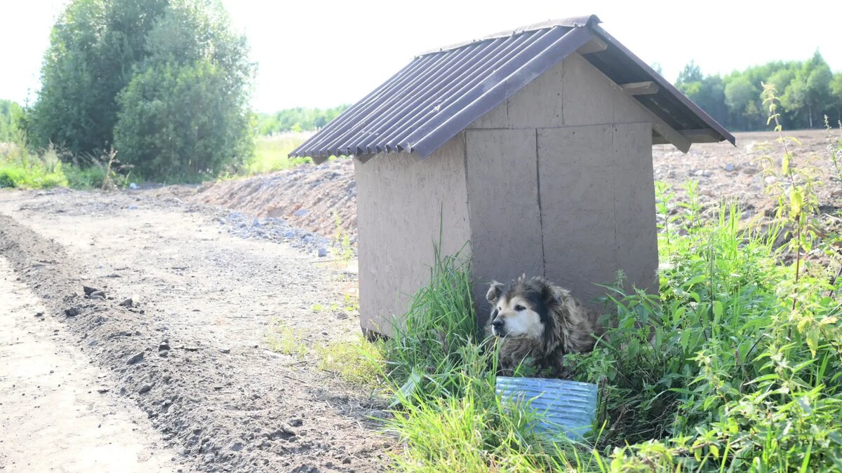 Неравнодушные жители соорудили для брошенной собаки будку