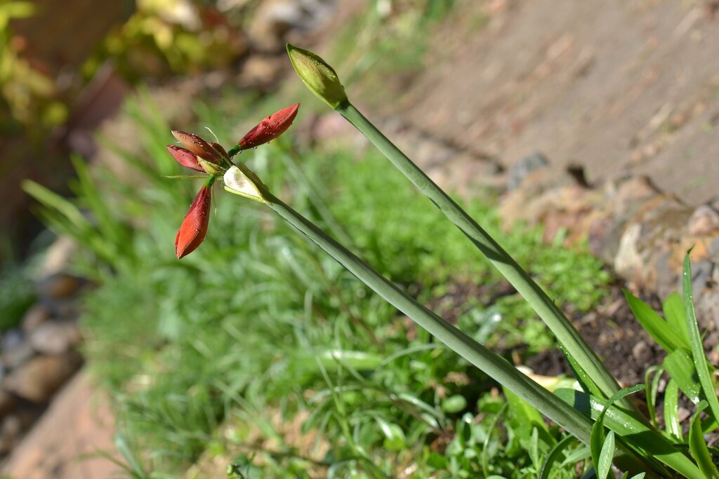 Две цветочных стрелки на первой луковке гиппеаструма