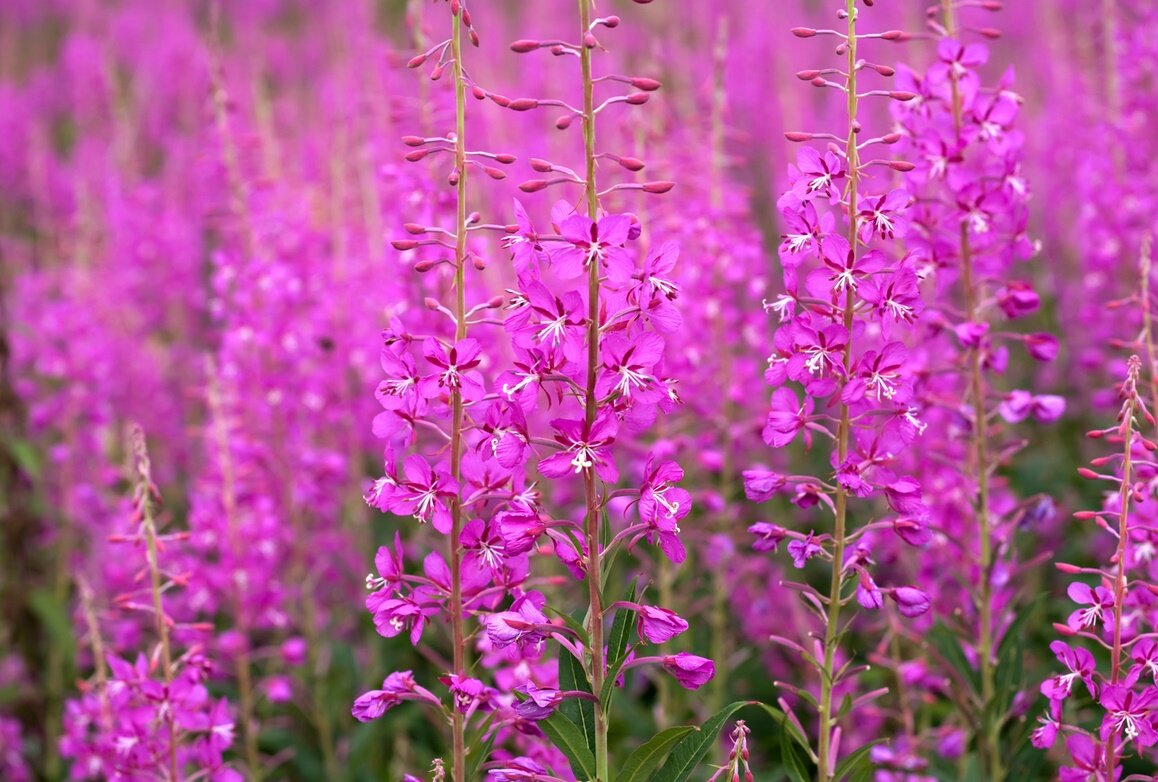 Внешний вид (фото) цветков кипрея.