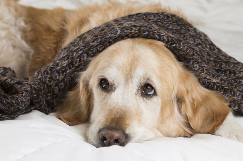 Лечение простуды у собак 