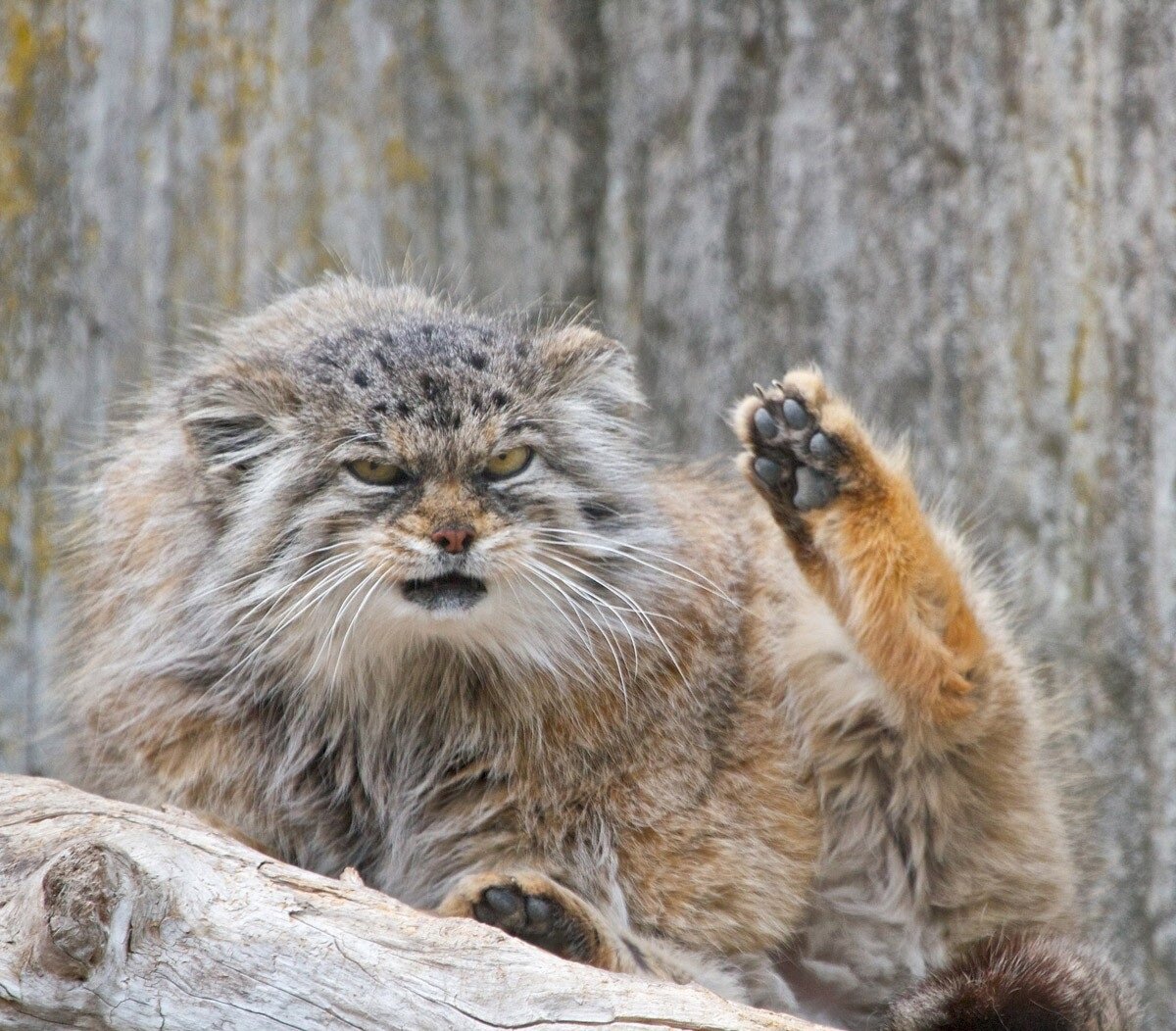 Сибирский дикий кот