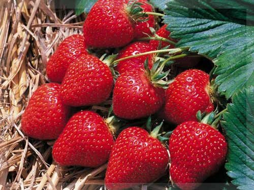 Садовая клубника: полезные свойства и калорийность ароматной ягоды