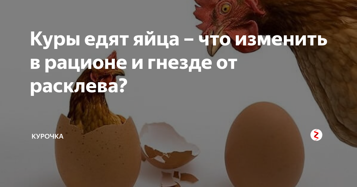 Правда, что птицы откажутся от птенцов, если до них дотронется человек?