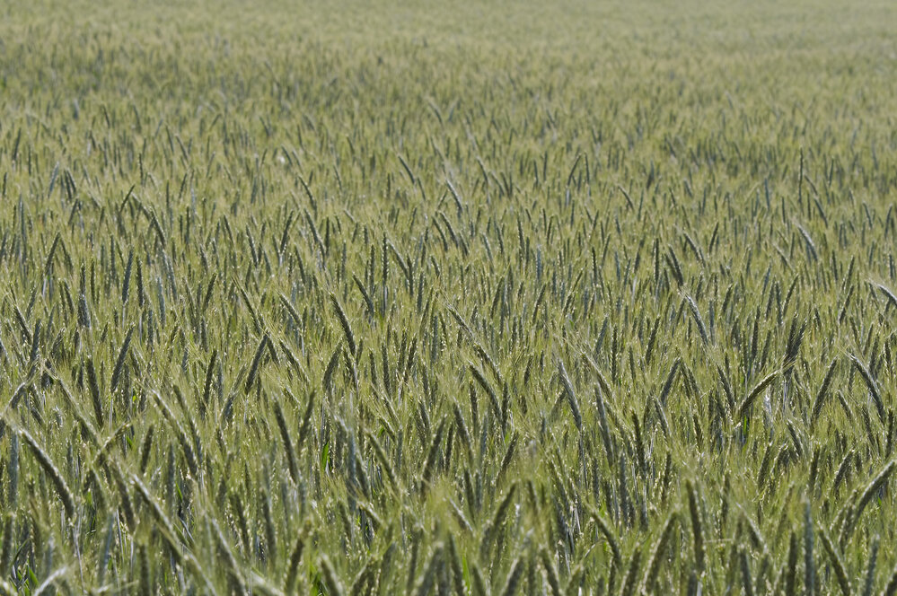 Источник: Depositphotos. Овес как сидерат используется для обогащения скудной и малоплодородной почвы