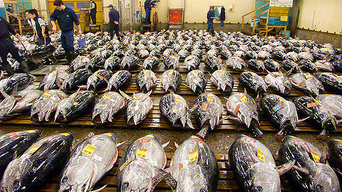 Лоты китайского рыбного аукциона