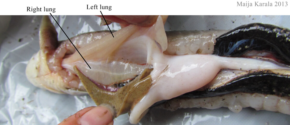 Вот они, легкие (lung).