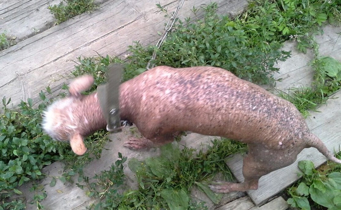 Как часто животные становятся заложниками моды! Ведь стоит выйти какому-либо фильму и вуаля, спрос на собак данной породы начинает расти в геометрической прогрессии. Например фильм