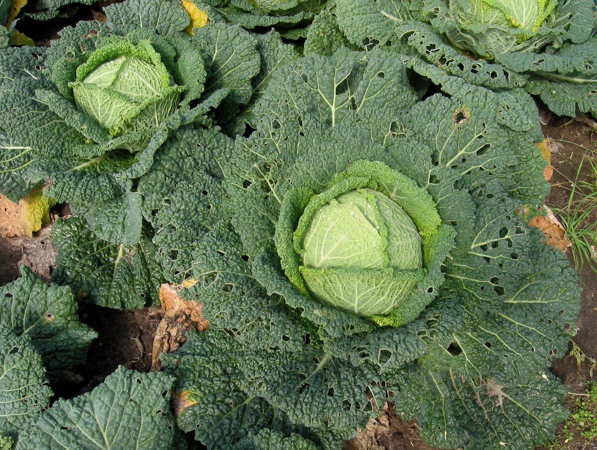 Чем обработать капусту. Кила белокочанной капусты. Brassica oleracea клумбы. Лахана капуста семена. Брассика зелено-белая.