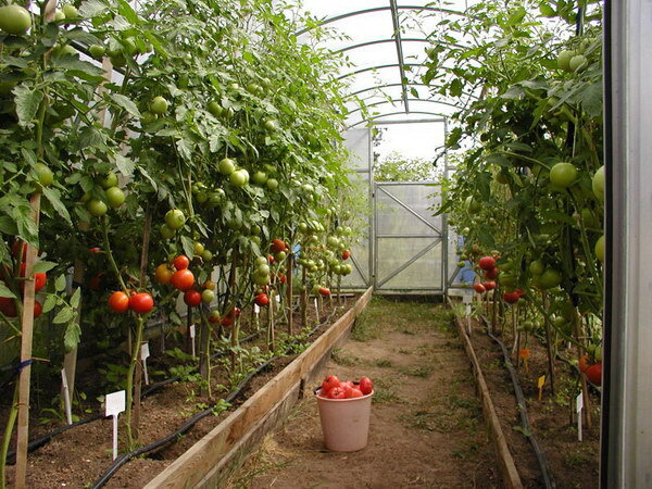 Полив помидоров - получаем качественный урожай томатов