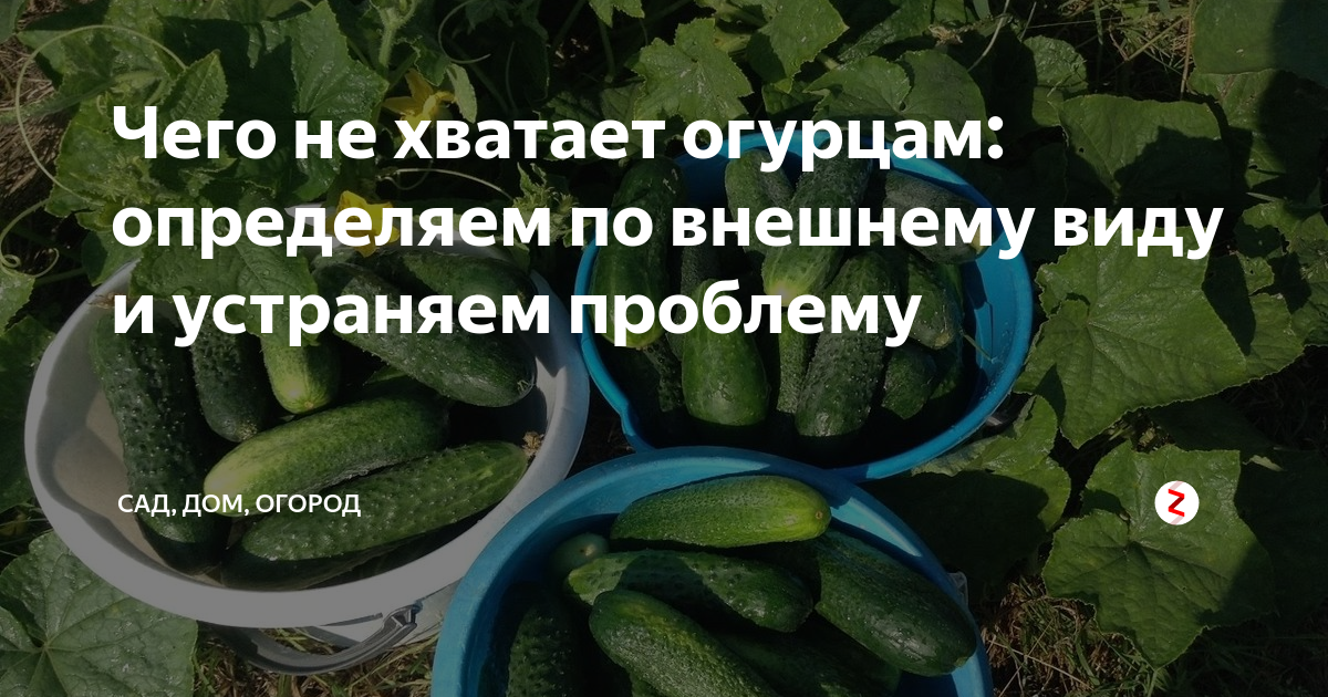 Чего не хватает огурцам. Чеготне хватает огурцам. Что не хвататетогурцам. Огурцы по форме.