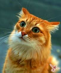 Яндекс картинка