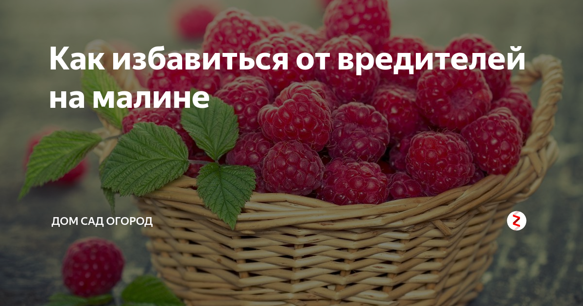 Как избавиться от вредителей на малине | Просто огород | Дзен