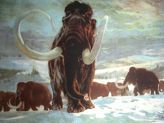 Мамонты переходят в другое место