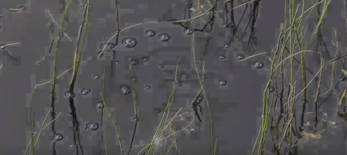 Пузырьки метана на поверхности озера