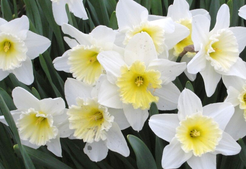 Фото из сайта: exclusiveflowers.ru