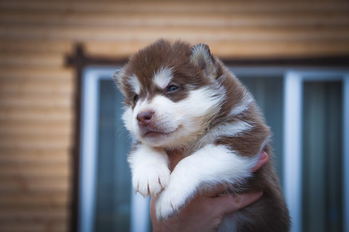 Собака в доме. Про уход за шерстью и мытьё. | In Dogs we Trust | Дзен