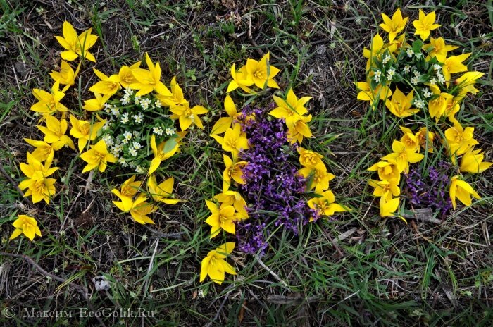  А уж если вы не дай бог, попали в этот город днем, то все эти 90 километров вы можете просто простоять в пробке и потерять 5-6 часов времени. После Волгограда остается один небольшой рывок примерно в 300 километров. 

Пейзажи довольно унылые: "степь да степь кругом" и на этом этапе главное просто не заснуть от однообразия)) Ну и плюс посоветовал бы соблюдать по возможности скоростной режим в районе населенных пунктов, т.к. местные калмыкские служители дорожного порядка любят устраивать засады... Итак наш конечный пункт находится не доезжая до Астрахани примерно 30 км, а именно - Енотаевка. Там есть несколько супермаркетов, где можно закупиться самым необходимым, если вы не захватили все с собой.
В первую очередь вам понадобится громадное количество воды и соли. Воды, т.к. на острове нет источников пресной воды, а соли т.к. рыбы будет, скорее всего, большое количество, и чтобы сохранить ваш улов, вам придется ее засаливать (можно конечно брать с собой холодильные камеры, но это не наш вариант). Мы делаем обычно так: из 10 дней что мы там находимся, первые 7-8 дней просто чистим и потрошим рыбу, потом засаливаем на сутки-двое в пластиковой бочке, а остальное время она сушится на ветру в лагере. Немного забегая вперед скажу, что улов последних дней мы либо коптим на месте, либо везем свежим. Итак, мы закупились всем необходимым для автономного существования на 7-12 дней. Да, обязательно не забудьте заправиться на единственной в районе бензоколнке Лукойл бензином, остров довольно большой и поездить по нему в поисках рыбного места придется изрядно (цены как и везде в среднем по России). Дальше осталось совсем чуть-чуть, выезжаем обратно на трассу и едем до первого поворота налево (нас. пункт Владимировка), проезжаем к берегу и вот мы, наконец, около парома. 



Переправка одной машины стоит 400 рублей, причем пешком - бесплатано, то есть если у вас вдруг на острове закончилась провизия/вода можно подъехать на машине и переправиться бесплатно пешком, благо что во Владимировке есть пару маленьких ларьков/магазинов с самым необходимым, но может быть по чуть слегка завышенным ценам (по этому и закупаемся в енотаевском супермаркете) перед переправой на остров.
Далее в вашем распоряжении оказывается огромная территория, протяженность острова - порядка 40 км, ширина варьируется. 
Обычно мы ставим лагерь на берегу старого русла Волги (расположение приблизительно отмечено на карте в начале отзыва), там и вид живописнее и есть возможность рыбачить как на самой Волге на лодке, как и на так называемых ильменях. Вот на них бы я остановился поподробнее.


 Такие виды открываются из лагеря
 
 
Ильмени, в понимании местных жителей, это естественные углубления на острове или бывшие озера, которые в период весеннего половодья или сброса воды с плотины в Волгограде наполняются водой из Волги вместе с рыбой, тк остров затапливается почти полностью. Так вот исходя из нашего личного опыта, ловить в них намного продуктивней и интересней, чем на большой Волге, т.к. на большой воде слишком много непредсказуемых факторов, которые могут оставить вас без улова. Конечно, есть шанс нарваться на рыбное место или уютный затон где можно ловить настоящих гигантов, но это как повезет. За все время наших поездок мы попадали на такие места всего пару раз, может не везло, а может и мы чего-то не знаем. Но факт остается фактом: несколько человек которые раньше брали с собой моторные лодки и рыбачили на самой Волге, после отдыха с нами совсем забросили это дело и стали "ильменьщиками"))) Улов намного больше, да и везти с собой громадную лодку нет необходимости.
 Ильменей на острове довольно много и сказать точно в каком в этом году много рыбы точно нельзя, приходиться их все объезжать и пробовать на практике, благо большая их часть показывается в любом навигаторе. Причем часто случается так что на одном ловится исключительно хищник, на других сазаны, плотва, лещи и тд, но много и таких где присутствует все это разнообразие.

Вот например результаты где-то полдневного активного лова вдвоем. (Синее ведро приблизительно по пояс обычному человеку))) Это конечно неплохой результат, но часто в разные дни привередливая рыба берет в разных местах, опять же все узнается методом "тыка".)
Находили на острове и глубокую яму (на фото выше), видимо там добывали какое-то время песок. Там порой бралась самая разнообразная рыба, начиная от судаков и чухони, заканчивая вкуснятскими сомами))) Кстати, из всей рыбы на вкус мне больше всего понравились именно сомики, больших нам не удалось поймать, а вот на килограммов 3-6 - самое то! Далее в моем списке по вкусности идут судаки, не зря их называют царской рыбой, мясо у них белое, нежное и очень вкусное.

Завтрак туриста)
А какая из судаков получается на костре уха! Не рыбный суп, а именно настоящая уха 3 слива с обязательным добавлением рюмки водочки)). 
Бывают дни когда рыба ну совсем не хочет браться, либо резкие перепады давления, либо дождливая погода ну или просто хочется отдохнуть от рыбалки. Но и тогда можно найти себе развлечение, например передать привет жене)))

