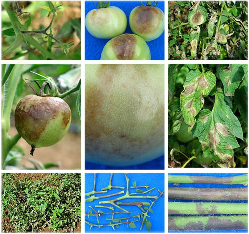 Фитофтороз томатов - поражает плоды, листья, стебли и корни.