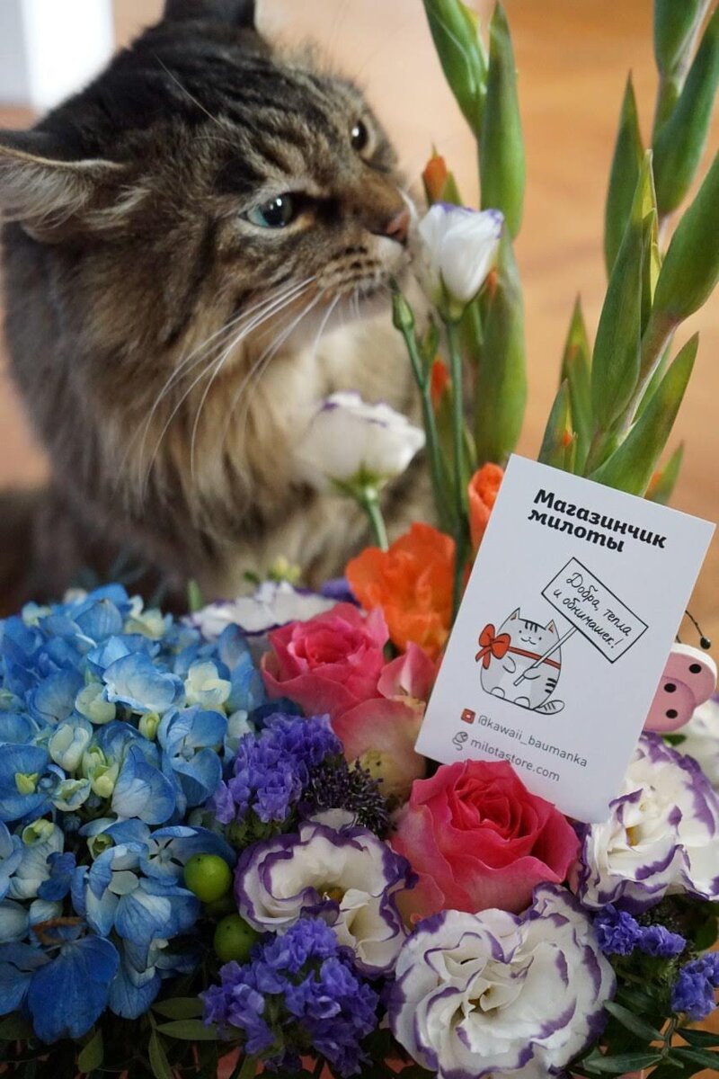 Котиков всем, кто тоже любит правила!