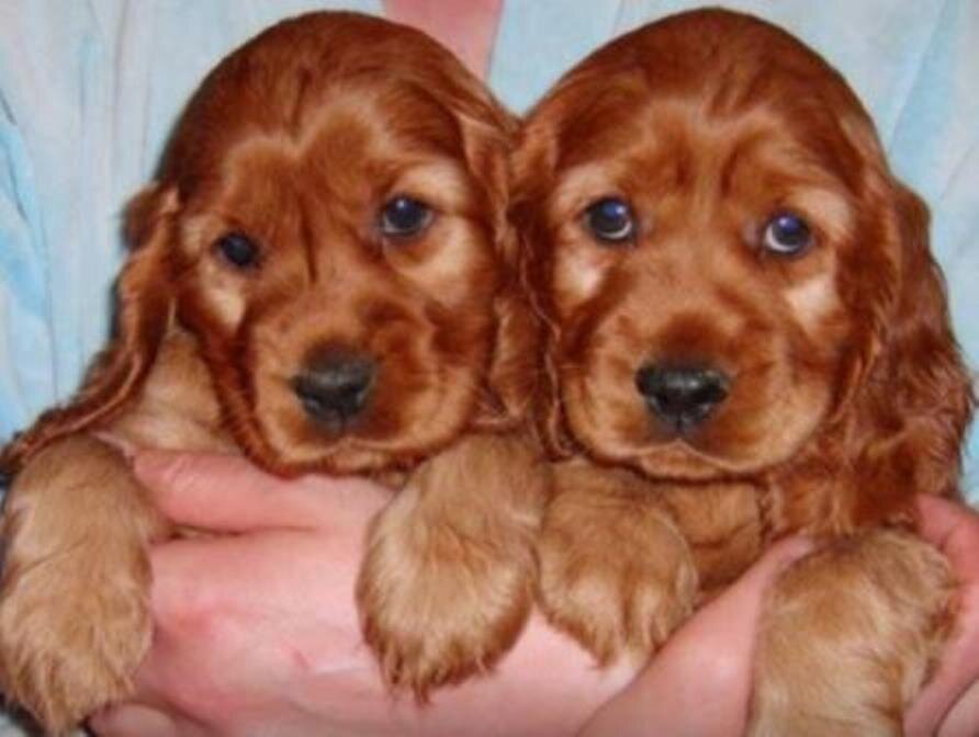 Щенки Английского кокера-спаниеля