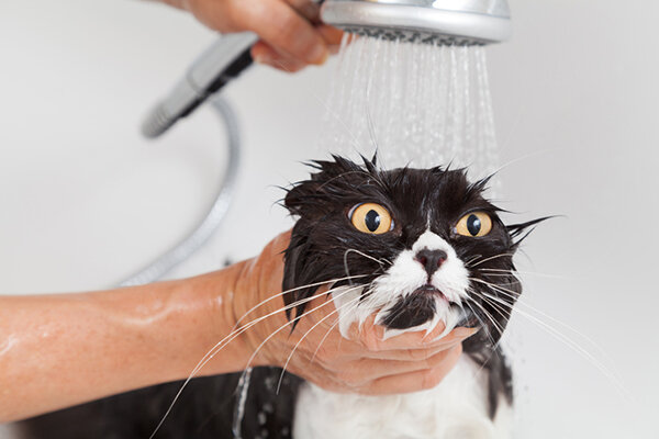 Фото с сайта https://www.catster.com