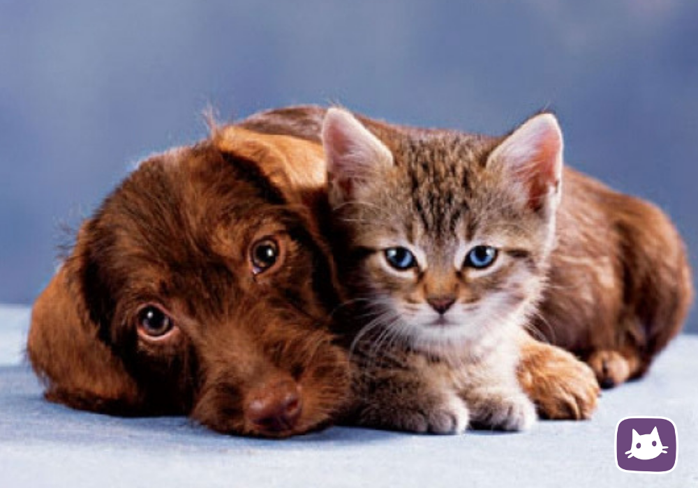 Dog loves cat. Щенок и котенок. Домашнее животное. Фото кошек и собак. Кошки маленькие.