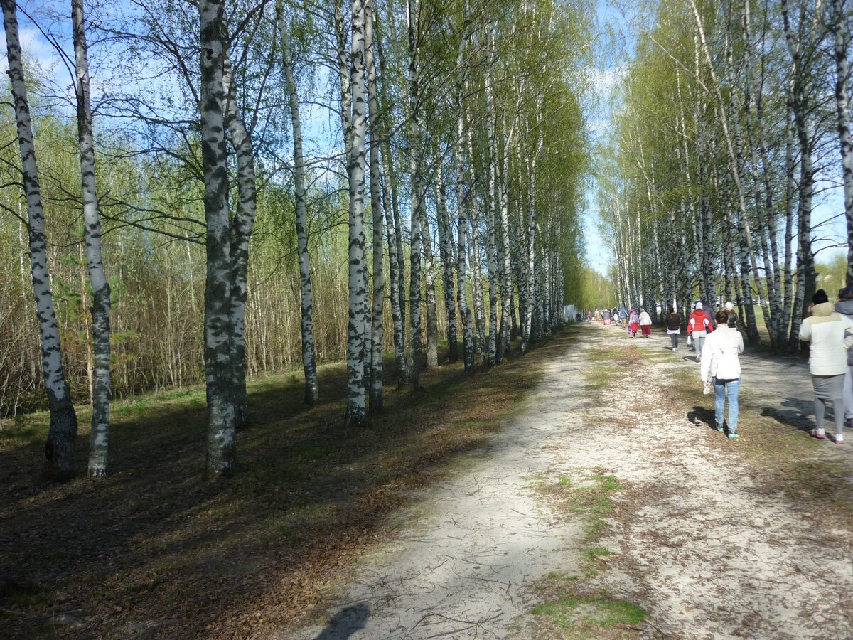 Березовая аллея к озеру Светлояр