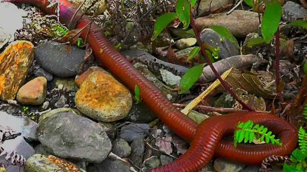Вследствие огромных размеров дождевой червь Giant Gippsland напоминает змею. В обычном положении достигает 0,8 метра в длину и 4 см в ширину! В вытянутом положении до 2 метров!