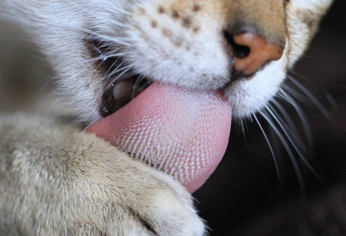 Язык кошки под микроскопом фото как выглядит
