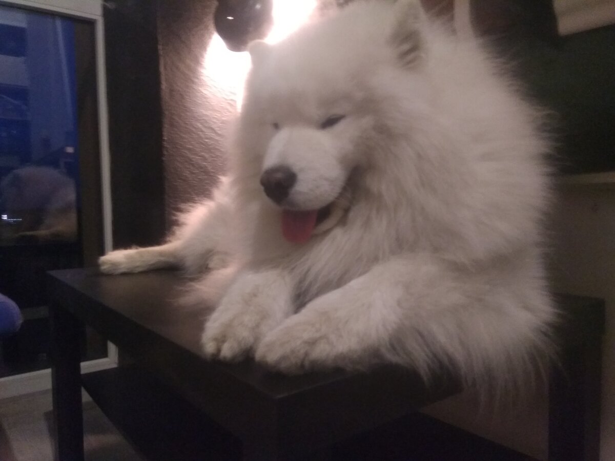 В обычной жизни на столах никто не отдыхает, но тут случай особый - сезонный вычес