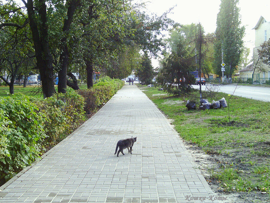 Иду, гуляю. Вижу, мешки лежат. Вот это находка.