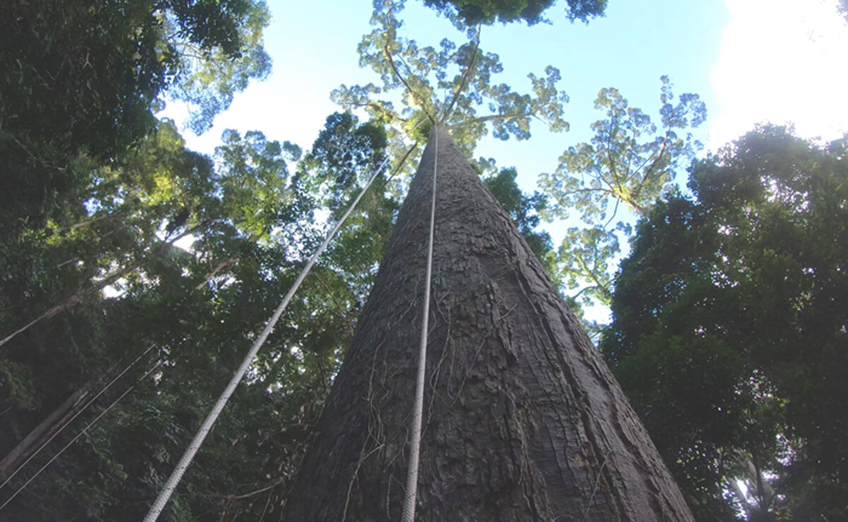 Высокие деревья тропического леса