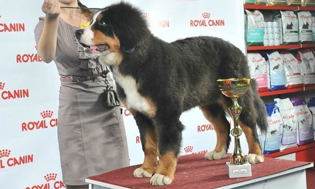 Бернский зенненхунд  Элис Блюз Юрмала с наградой