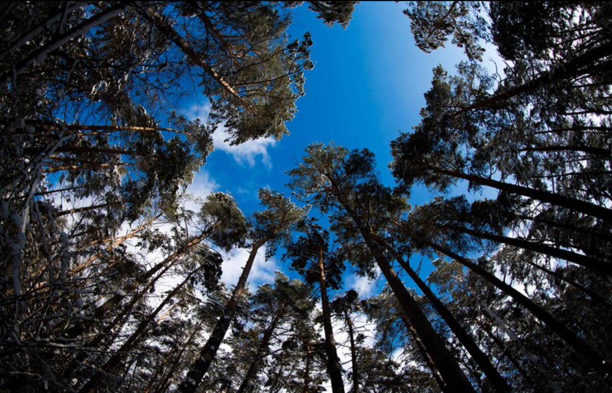 Фото канал OBRAZ