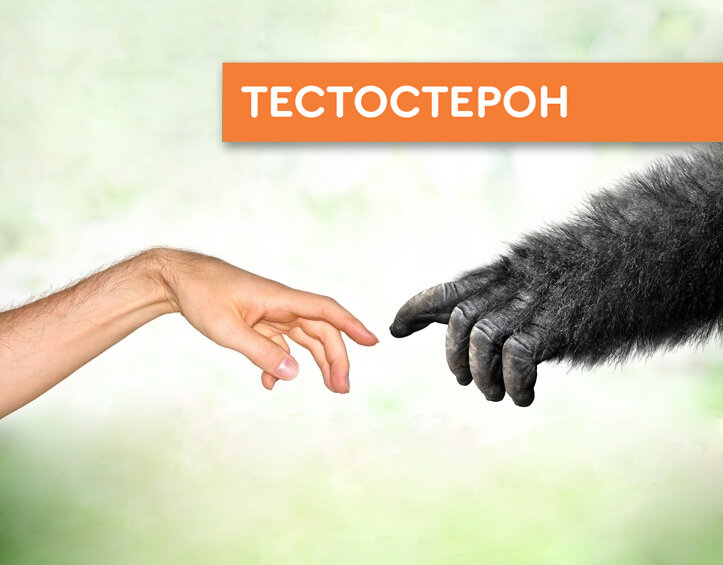 Для начала поясним, почему его часто называют «мужским»? На самом деле это не совсем верно. Он присутствует и в женском организме, хоть и в гораздо меньших количествах. И в сочетании с большими порциями эстрадиола его влияние на женский организм проявляется совершенно иными способами.
 