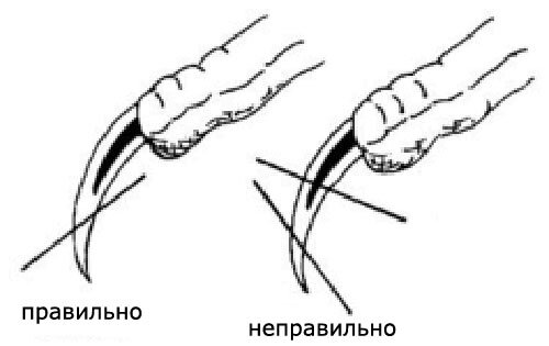 попугай и когти