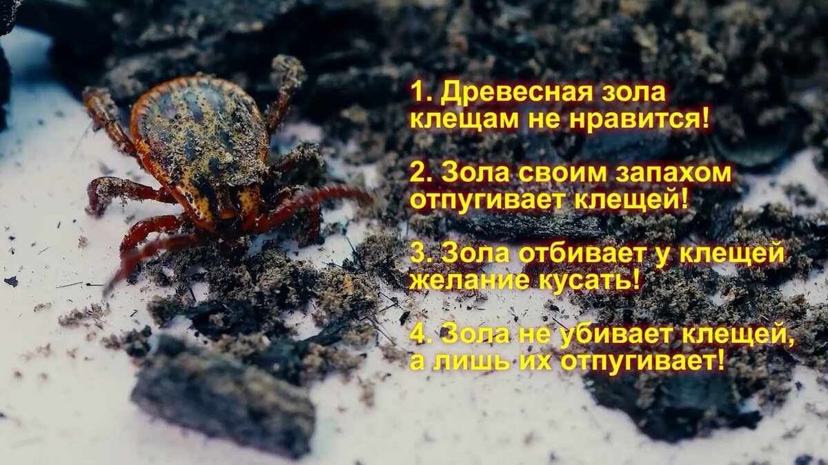 Средства отпугивания клещей. Средство от энцефалитных клещей. Эфирные масла от насекомых. Средство от энцефалитных клещей. Самое эффективное средство от клещей.
