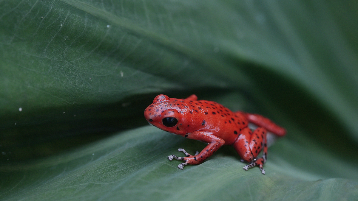 Oophaga pumilio (маленький древолаз)

Фотография: Wikimedia Commons