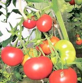 4 шага в уходе за томатами для получения хорошего урожая