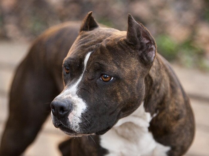 Самая сильная бойцовская собака: стойкие и доблестные породы для боевых схваток