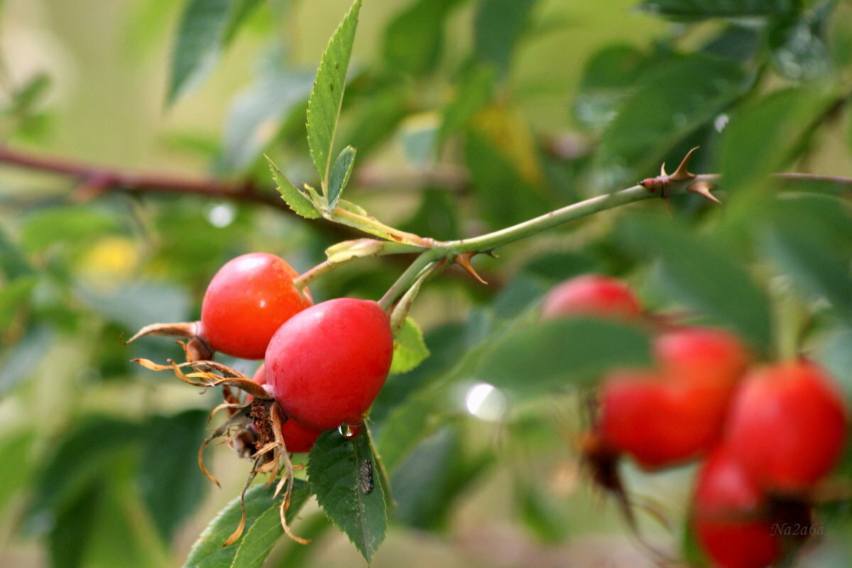 Шиповник - радость для крови и мозга