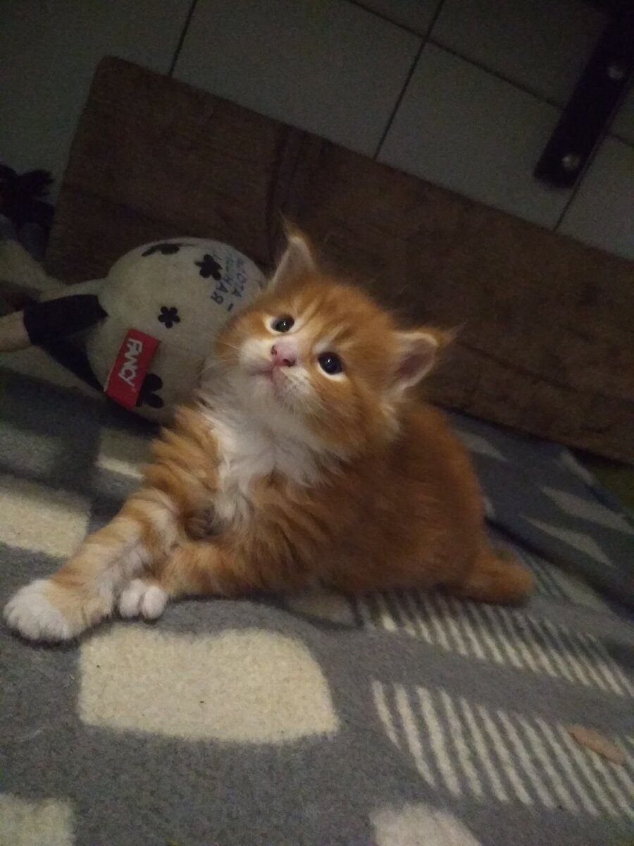 рыжики неотличимы друг от друга,поправились и расправились,стали красавцами.