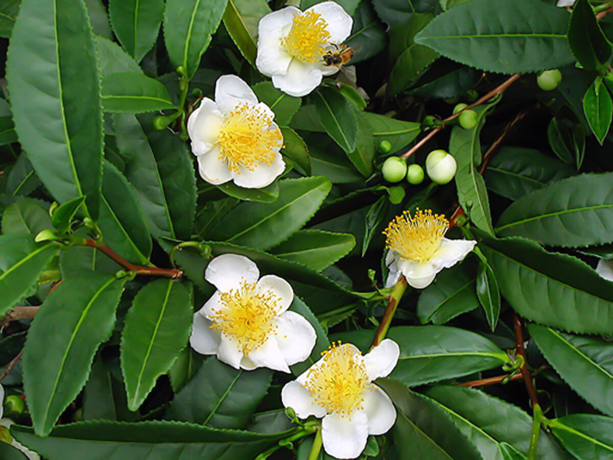 Камелия китайская. Чайный куст китайская Камелия. Camellia sinensis плод.