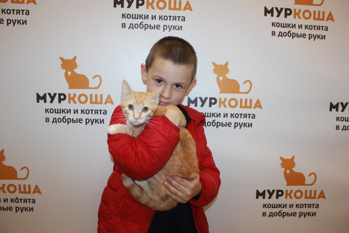 Приют муркоша. Муркоша лого. Adoption центр для кошек «Муркоша».