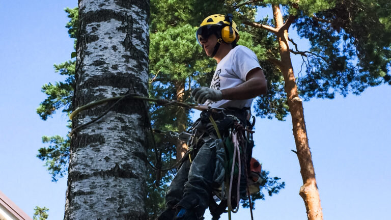 Спиленное дерево. Shtil валка больших деревьев. Покос травы спил деревьев уборка территорий до и после. Спил деревьев на своем участке. Спиленное дерево.