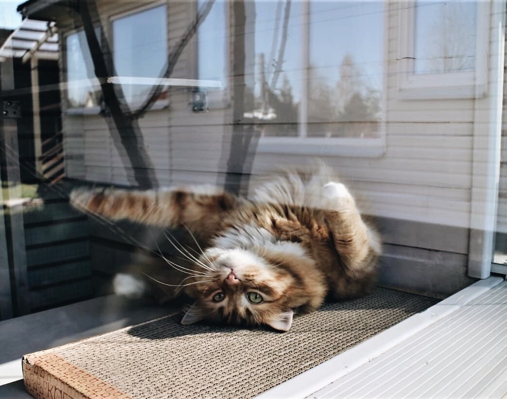 Гостиница для кошек "Мята" на природе. @hotel_mint