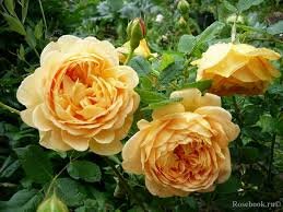 Грэхам томас                                                                                                                                                                                    