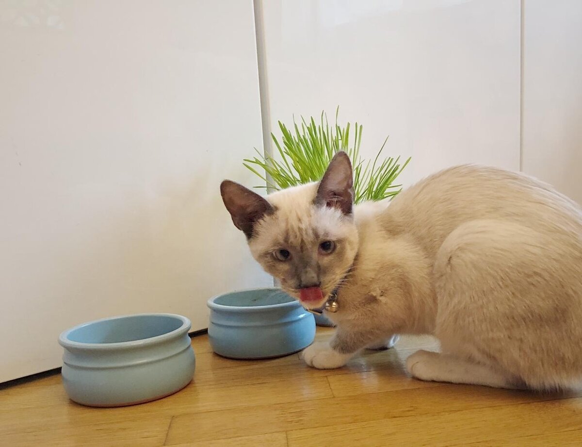 У кошечки Симоны, которая нашла свой дом 25 августа 2019 года, миски под цвет глаз!😍 и судя по всему, такие яркие мисочки пришлись Симоне по душе!😃